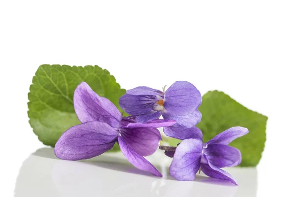 Violett blomma, detalj. Vetenskaplig namn: Viola odorata. Jag — Stockfoto