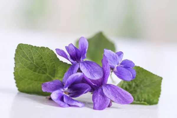 Lila virág, részlet. Tudományos név: Viola odorata. Én — Stock Fotó