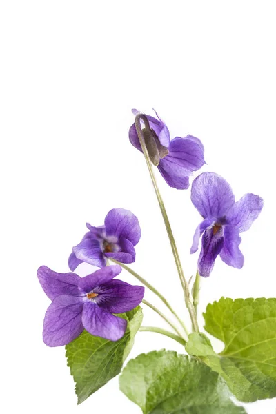Violett blomma, detalj. Vetenskaplig namn: Viola odorata. Jag — Stockfoto