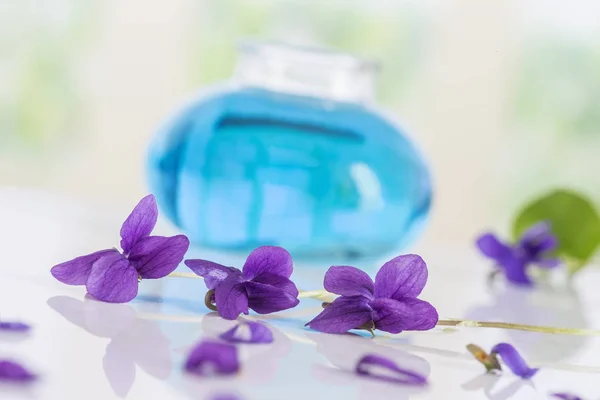 Gesammelt Viola Blume Viola odorata. Rohstoffe für ätherische Öle, — Stockfoto