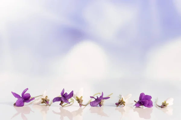 보라색 꽃, 세부 사항입니다. 과학적인 이름: 비올라 odorata 라인에 — 스톡 사진