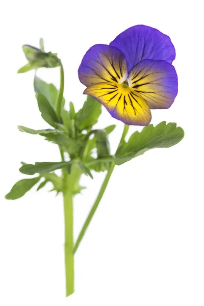 Viola tricolor simpatiche viole del pensiero, simbolo dell'arrivo della primavera — Foto Stock