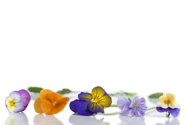 Viola tricolor bonitas bragas, que simboliza la llegada de la primavera —  Fotos de Stock