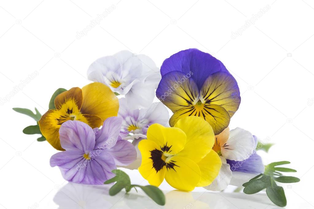 Viola tricolor nice pansies, symbolizing the arrival of spring