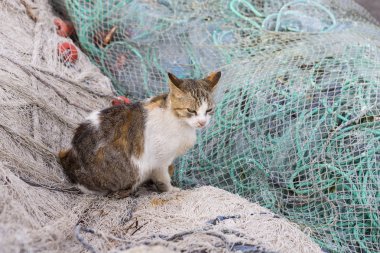 Houmt Souk, Marina, Tunus, balıkçı tekneleri, Djerba Adası ve uyuyan bir kedi 