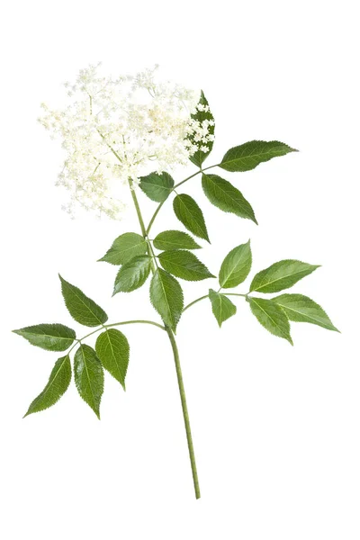 Elder flower blossoms on white background — Stock Photo, Image