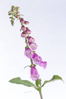 Yüksük otu çiçek. beyaz izole