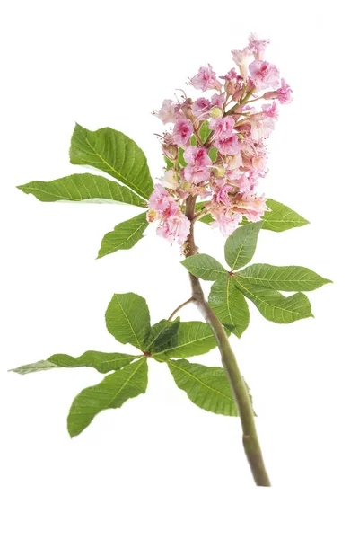 Rosa blommor av hästkastanj Närbild — Stockfoto