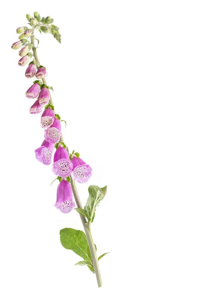 Digitalis blommor. isolerad på vit — Stockfoto