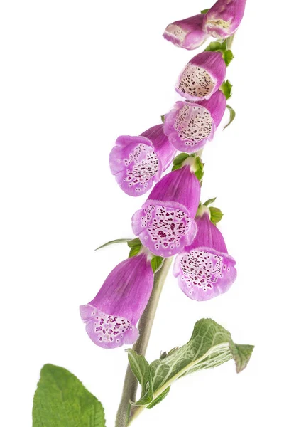 Digitalis blommor. isolerad på vit — Stockfoto