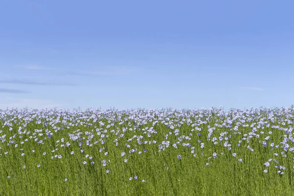 Цвіте льон. Зелене поле льону на блакитному небі. Сільське господарство, вирощування льону . — стокове фото