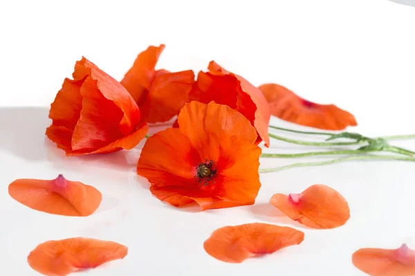 Red poppies and petalss lying on the white table — Stock Photo, Image