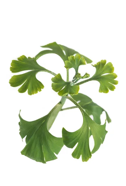 Ginkgo biloba frische Blätter auf weißem Grund — Stockfoto