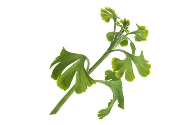 Ginkgo biloba friss levelek, fehér — Stock Fotó