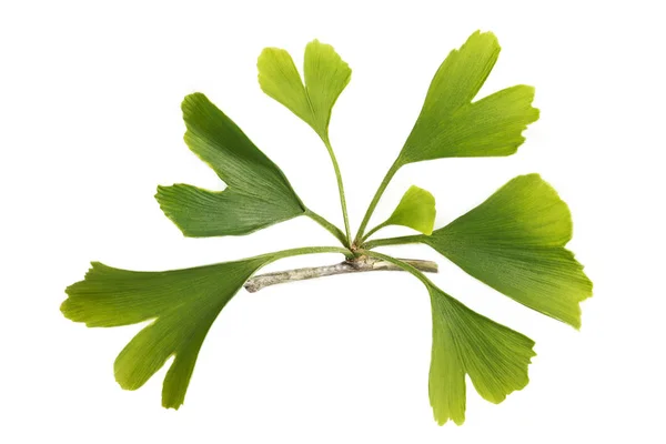 Ginkgo biloba frische Blätter auf weißem Grund — Stockfoto
