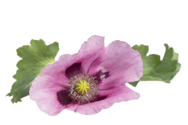 Découpe studio rose opium pavot violet sur blanc — Photo