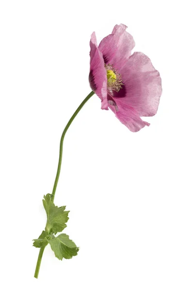 Rosa púrpura opio amapola estudio recorte en blanco — Foto de Stock