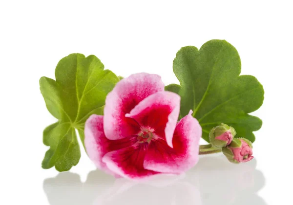 Bloem roze geranium. Geïsoleerd op wit — Stockfoto