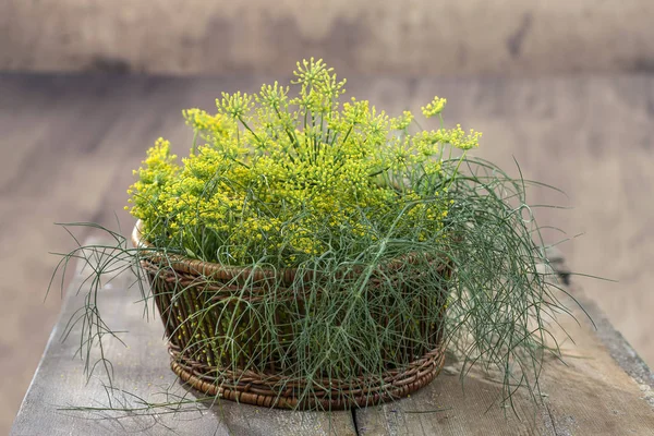 freshblossom dill flowers and leaves in the wicker basket isolated on wooden background