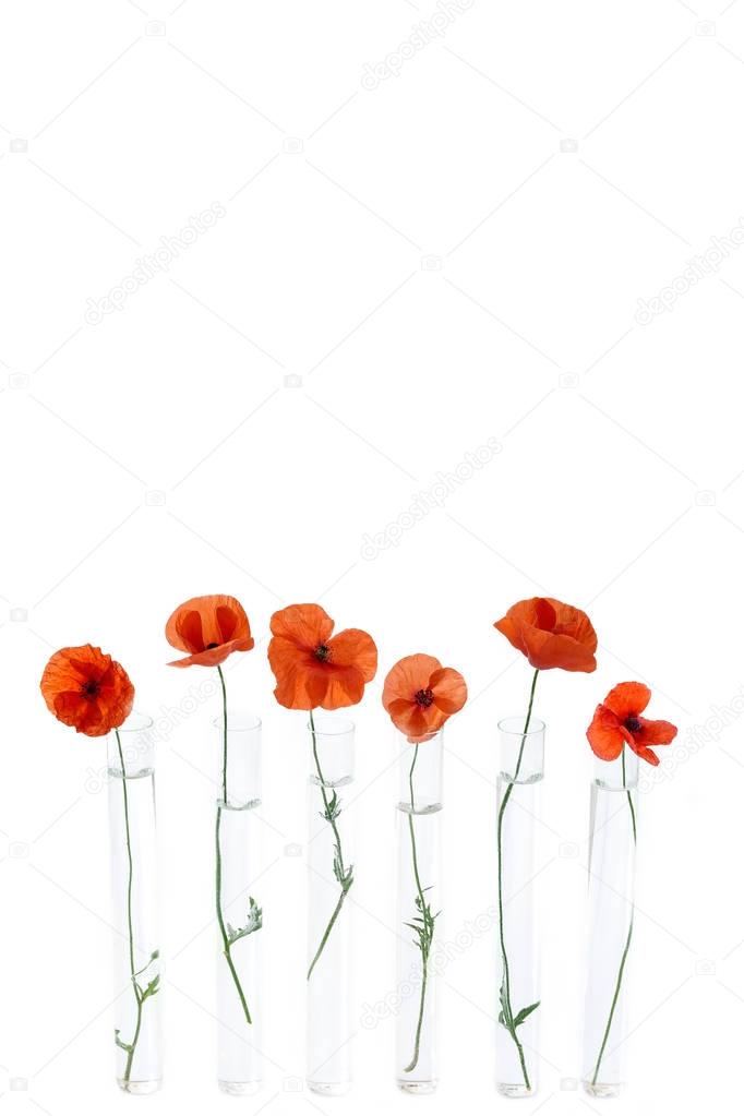Red Poppy in test tube for herbal medicine and essential oil on wooden background. The concept of herbal medine and chimical research.