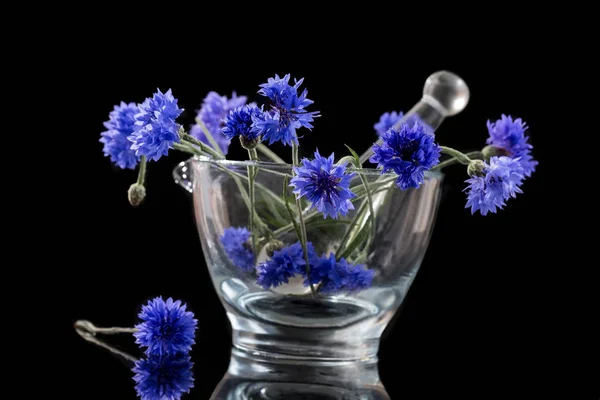 Linda flor de milho azul em argamassa de vidro isolado em preto - — Fotografia de Stock