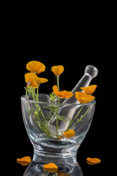 Pavot de Californie, Eschscholzia californica en mortier de verre, fleur orange sur fond noir — Photo