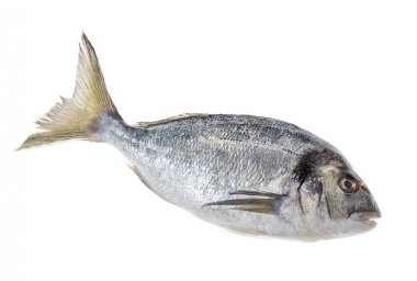 Dorado balık veya deniz çupra profil görünümü üzerinde beyaz izole