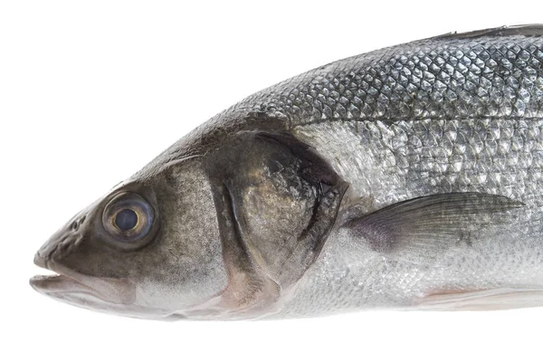 Close UP Fresh sea bass cut with head isolated on white — Stock Photo, Image