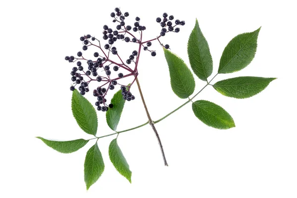 Sambucus nigra. Common names include elder, elderberry, black elder, European black elderberry on white — Stock Photo, Image