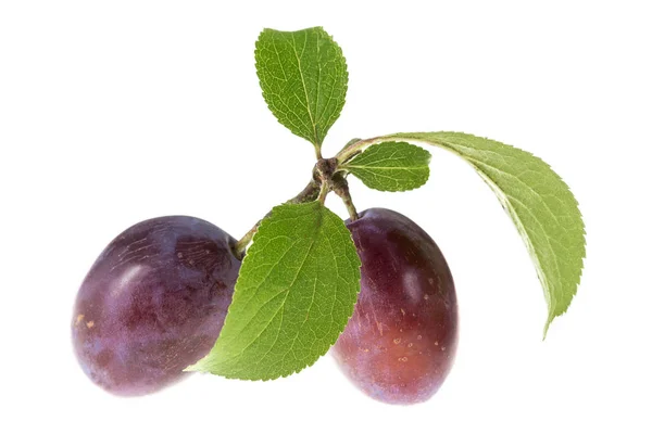 Purple Fresh ripe plums on the branch with leaves on white background — Stock Photo, Image