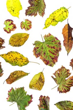 Çok renkli dağınık yaprakları. Beyaz arka plan üzerinde izole koleksiyonu renkli sonbahar yaprakları