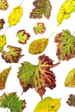 Çok renkli dağınık yaprakları. Beyaz arka plan üzerinde izole koleksiyonu renkli sonbahar yaprakları