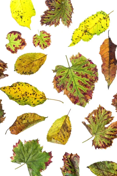 Çok renkli dağınık yaprakları. Beyaz arka plan üzerinde izole koleksiyonu renkli sonbahar yaprakları