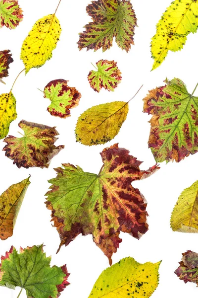 Çok renkli dağınık yaprakları. Beyaz arka plan üzerinde izole koleksiyonu renkli sonbahar yaprakları