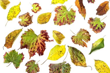 Çok renkli dağınık yaprakları. Beyaz arka plan üzerinde izole koleksiyonu renkli sonbahar yaprakları