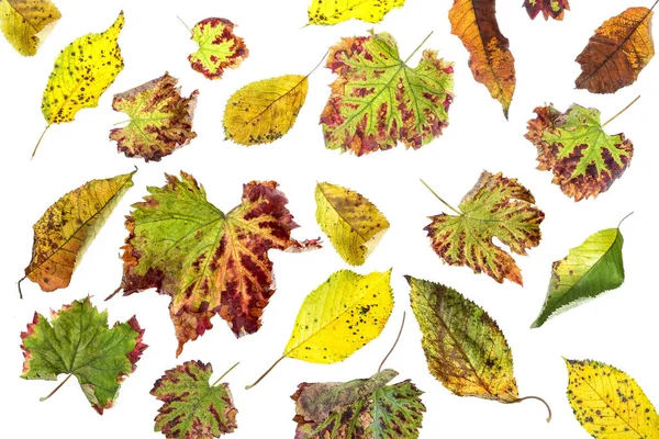 Çok renkli dağınık yaprakları. Beyaz arka plan üzerinde izole koleksiyonu renkli sonbahar yaprakları