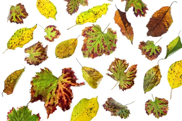 Çok renkli dağınık yaprakları. Beyaz arka plan üzerinde izole koleksiyonu renkli sonbahar yaprakları