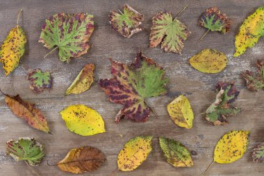 Ahşap arka plan plakalar üzerinde dağınık renkli sonbahar yaprakları ile çeşitli renk yaprak