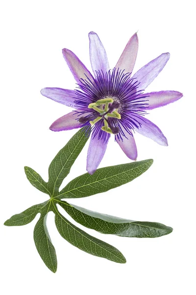 Passion flower with leaf isolated on white — Stock Photo, Image