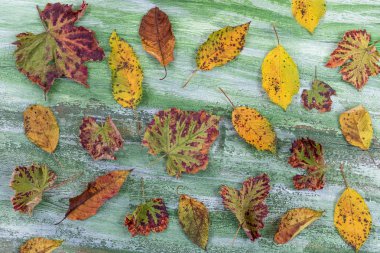 Yeşil plakalar ile ahşap arka plan üzerinde renkli dağınık sonbahar yaprakları ile sonbahar yaprakları