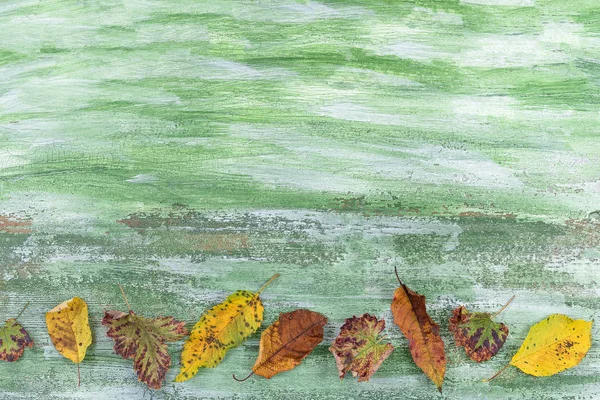 Различные цветные листья лежат бок о бок на зеленом деревянном столе — стоковое фото