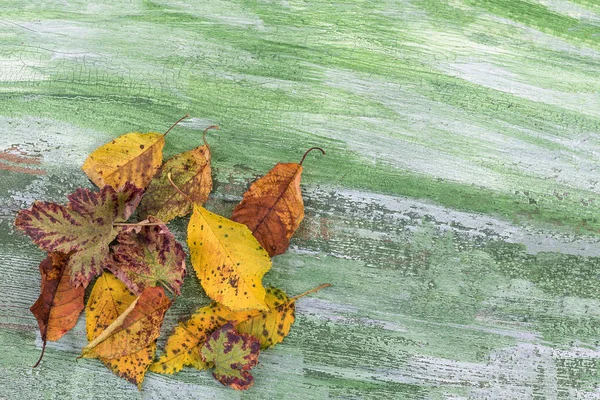 Sonbahar Kuru çok renkli yaprakları. ölü yaprak Isolated kopya alanı yeşil ahşap zemin üzerine yığını.