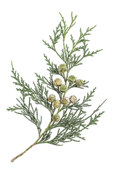 Dal dal üzerinde beyaz izole koniler ile selvi