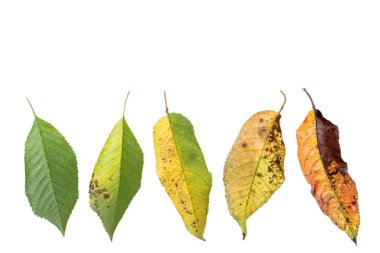 Beyaz bir yeşil kiraz yaprağı geliştirme süreci