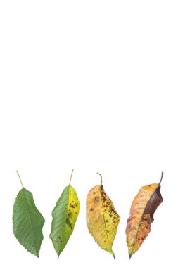 Beyaz bir kiraz yaprağı geliştirme süreci