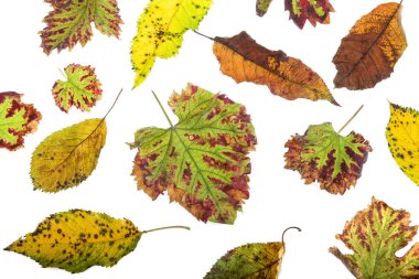 Çok renkli dağınık yaprakları. Beyaz arka plan üzerinde izole koleksiyonu renkli sonbahar yaprakları