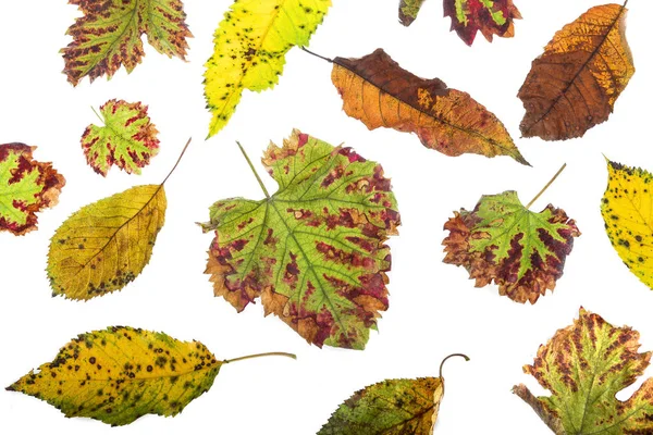 Çok renkli dağınık yaprakları. Beyaz arka plan üzerinde izole koleksiyonu renkli sonbahar yaprakları