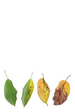 Beyaz bir kiraz yaprağı geliştirme süreci