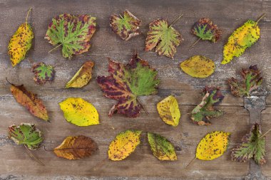 Ahşap arka plan plakalar üzerinde dağınık renkli sonbahar yaprakları ile çeşitli renk yaprak