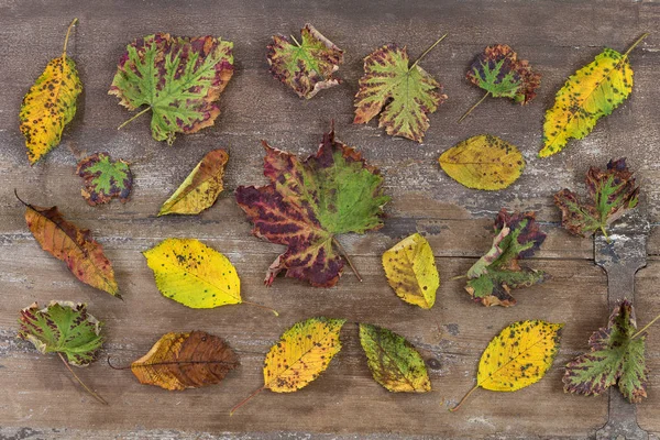 Ahşap arka plan plakalar üzerinde dağınık renkli sonbahar yaprakları ile çeşitli renk yaprak